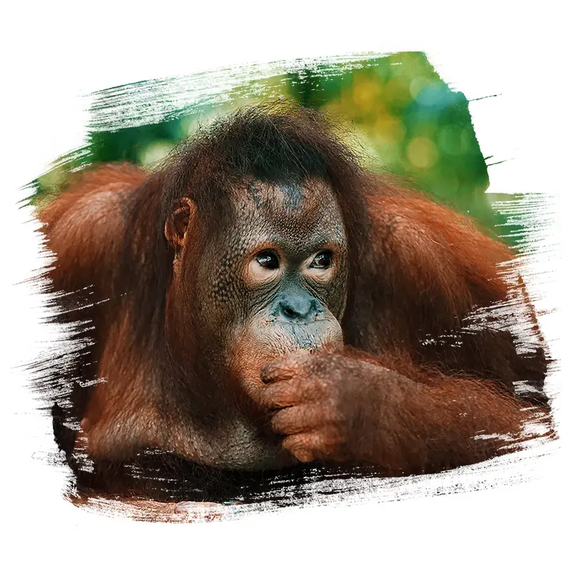 Sponsor an orangutan